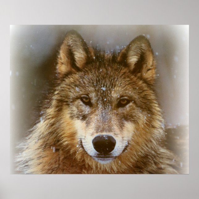 Poster/Wolf Poster (Vorne)
