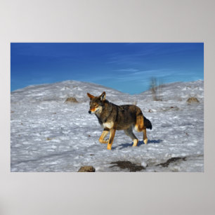 Poster Wolf rouge hiver février 2011