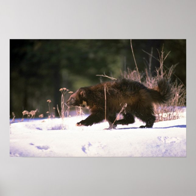 Poster Wolverine courant à travers la neige (Devant)