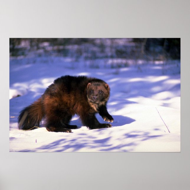 Poster Wolverine sur neige (Devant)