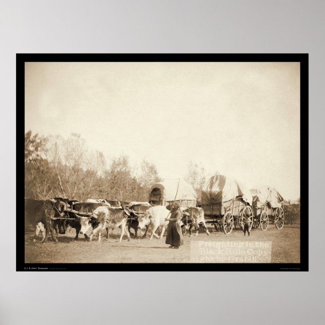 Poster Woman Bullwhacking Oxen SD 1887 (Devant)