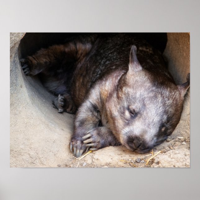 Poster Wombat (Devant)