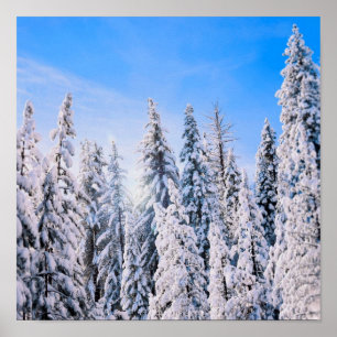 Poster Wonderland Pine Trees en Neige