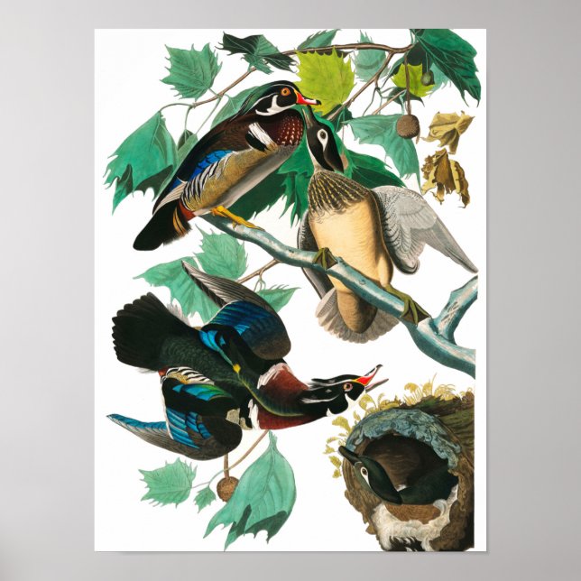 Poster Wood Duck par John James Audubon (Devant)