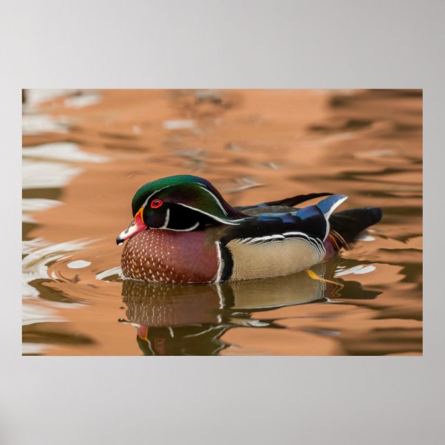 Poster Wood Duck Swimming (Devant)