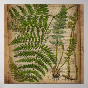 Poster woodland foliage french botanical