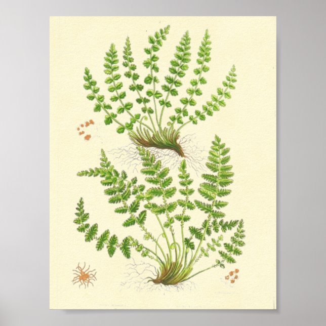 Poster Woodsia Fern (Devant)