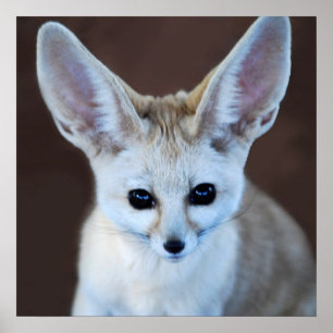 Poster Worlds Cutest Fennec Fox
