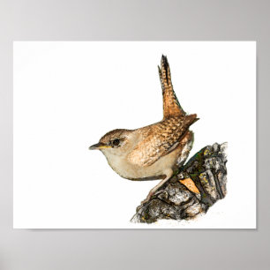 Poster Wren