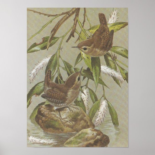 Poster Wrens vintages (Devant)