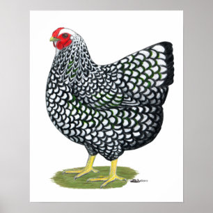 Poster Wyandotte : Hen à lacet argent