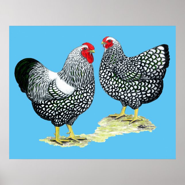 Poster Wyandottes Paire en argent (Devant)
