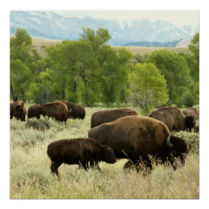 Poster Wyoming Bison Nature Animal Photographie