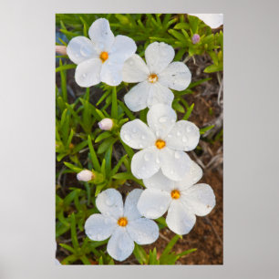 Poster Wyoming, Comté de Sublette, Gros plan de Phlox