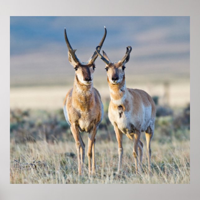 Poster Wyoming, comté de Sublette, mâles Pronghorn (Devant)