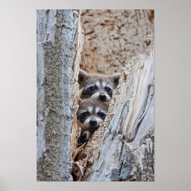 Poster Wyoming, Lincoln County, Raccoon (Devant)