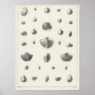 Poster X Carbonifère