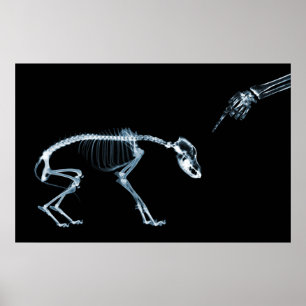 Poster X-Ray Skeletons Blue Bad Chien