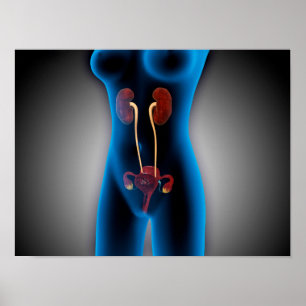 Poster X-Ray View Of Female Body With Reproductive