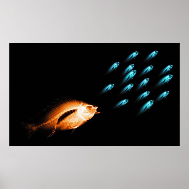 POSTER XRAY FISH CHASE ORIGINAL NOIR (Devant)