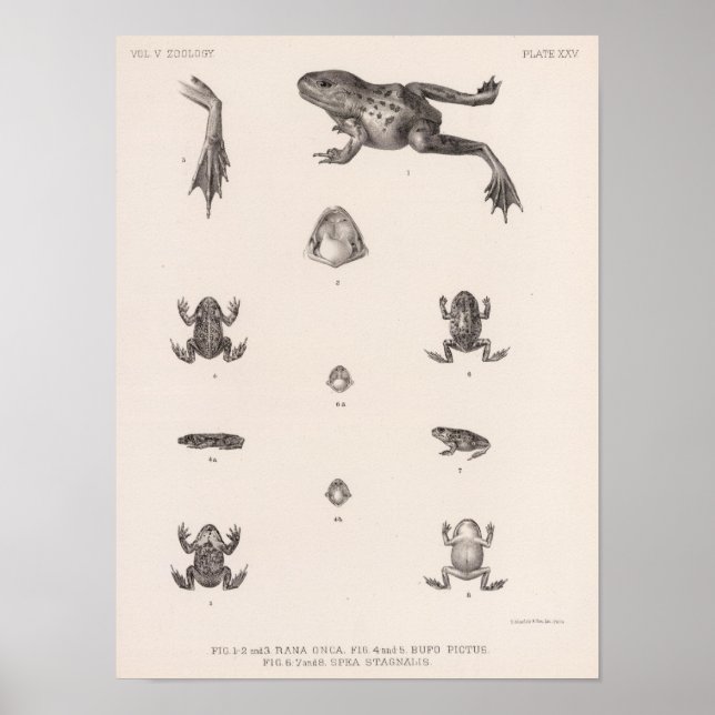 Poster XXV Rana, Bufo, Spea (Devant)