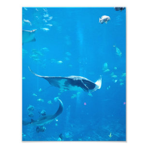 Poster #Y020 de petite taille/moyenne sur la photo