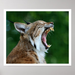 Poster Yawning Bobcat