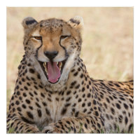 Yawning Cheetah