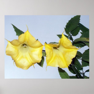 Poster Yellow Brugmansia - Angel's Trumpet Flower