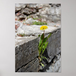 Poster Yellow dandelion in spring