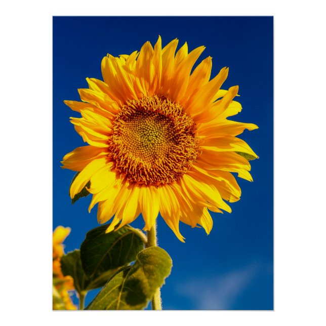 Poster Yellow Hardy Sunflower Meilleures photos de tourne (Devant)