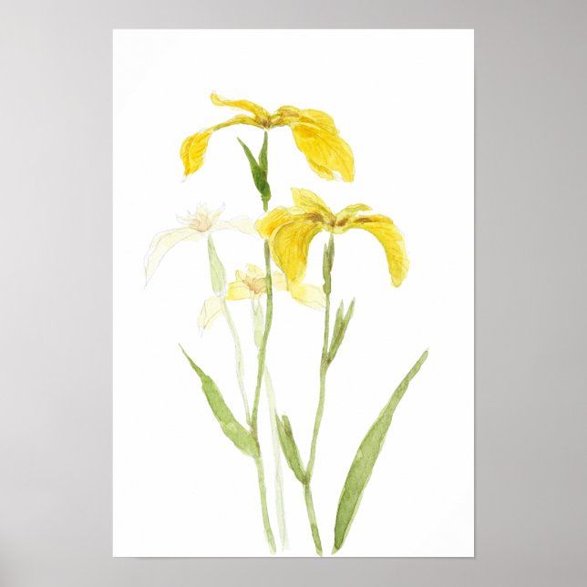 Poster yellow iris  watercolour flowers  (Devant)