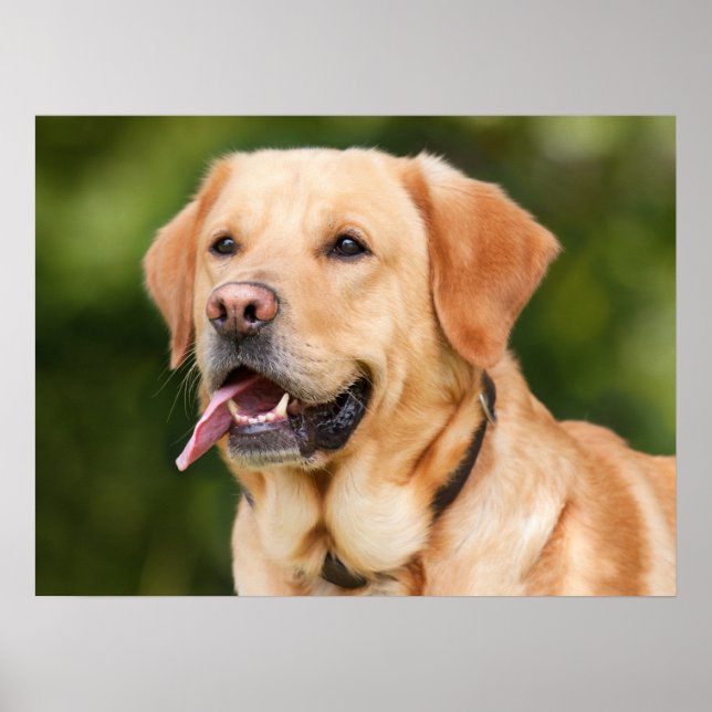 Poster Yellow Labrador Retriever Dog - Lab (Devant)