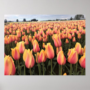 Poster Yellow & Pink Tulip Field, Oregon