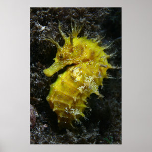 Poster Yellow Seahorse   Hippocampus Guttulatus