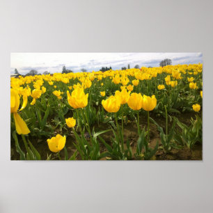 Poster Yellow Tulip Field