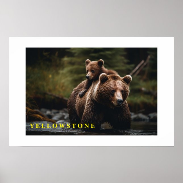 Poster Yellowstone Bear (Devant)