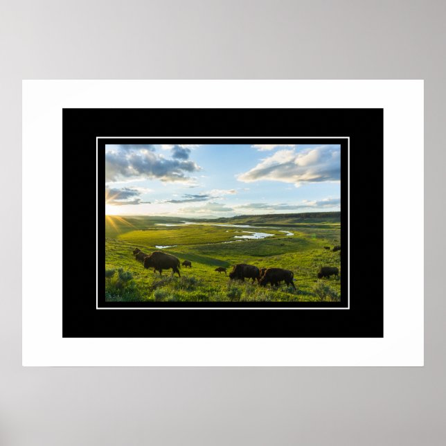 Poster Yellowstone Buffalo (Vorne)