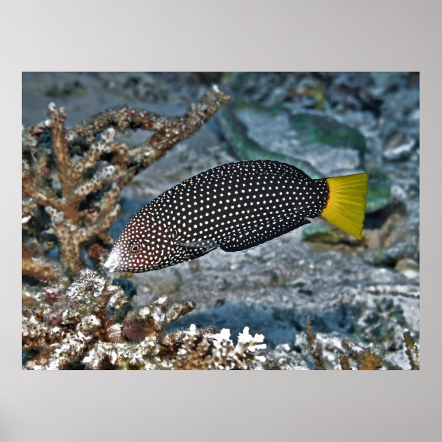 Poster Yellowtail Wrasse (Devant)
