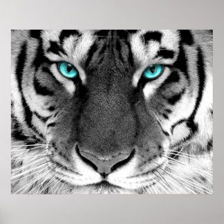 Poster Yeux blancs de l'affiche de tigre