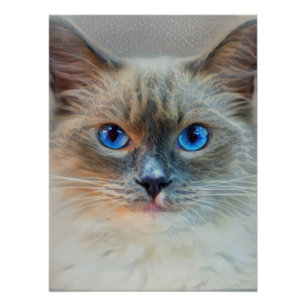Poster Yeux Chat-Bleus siamois