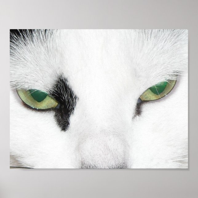 Poster Yeux de chat (Devant)