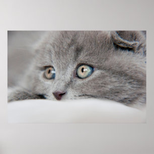Poster Yeux de chat