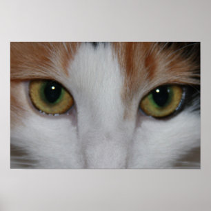 Poster Yeux de chat
