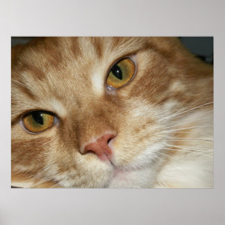 Poster Yeux de chat orange