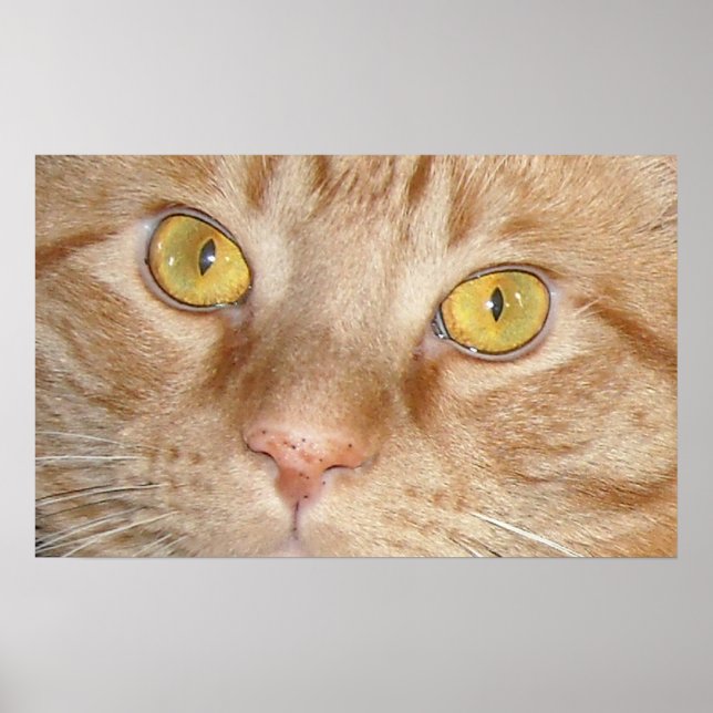 Poster Yeux de chat Tabby Orange (Devant)