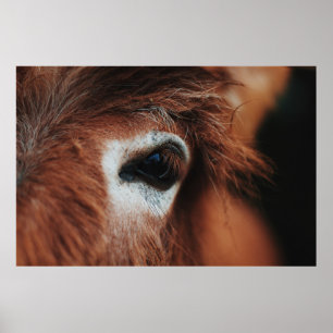 POSTER YEUX DE CHEVAL SOMBRE