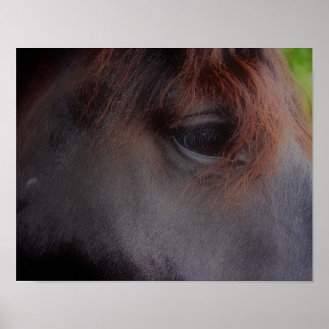 Poster Yeux De L'Âme Percheron Ébauche Cheval (Devant)