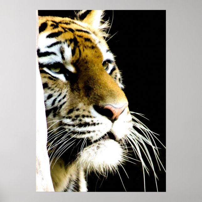 Poster Yeux de tigre (Devant)