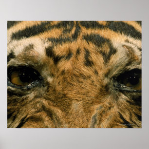 Poster Yeux de tigre